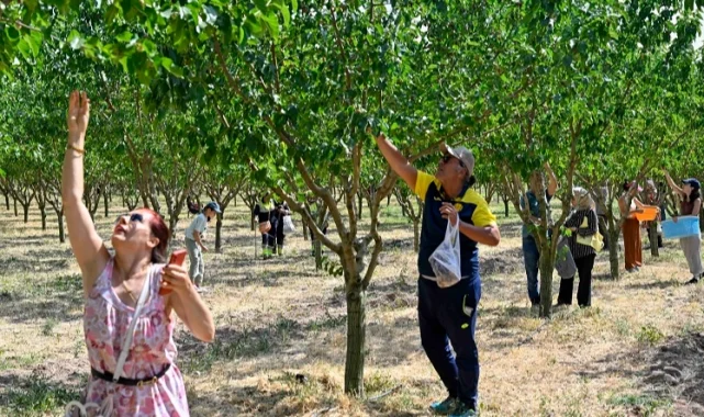 Başkentliler Ata Çiftliği'nde hasat yaptı
