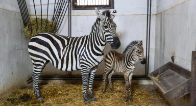 Bursa Hayvanat Bahçesi'nde zebra ailesi büyüyor
