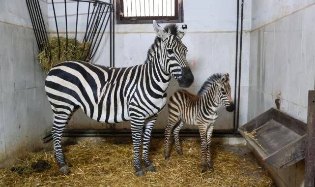 Bursa Hayvanat Bahçesi'nde zebra ailesi büyüyor