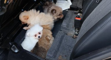 Kapıkule'de araçta gizlenen 5 yavru köpek ele geçirildi