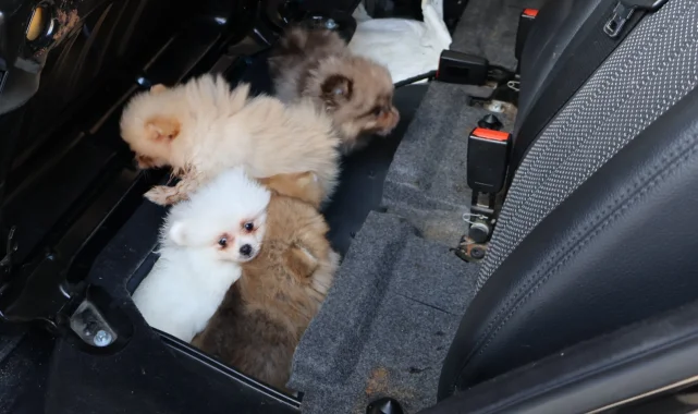 Kapıkule'de araçta gizlenen 5 yavru köpek ele geçirildi