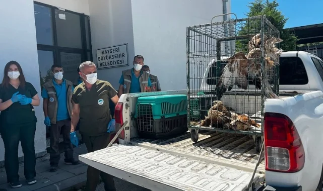 Kayseri Büyükşehir 35 yaban kuşunu doğaya kazandırdı