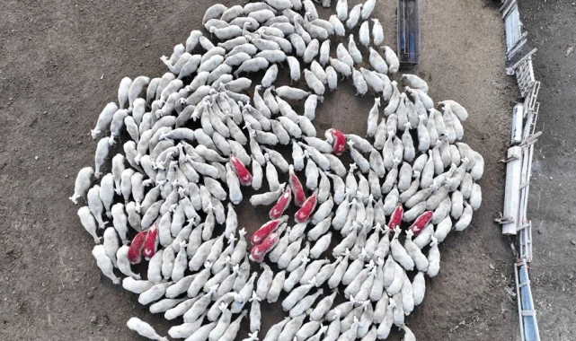 Konya'da hayvan yetiştiriciliği eğitimleri üreticilere güç katıyor
