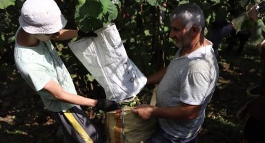 Ordu'da fındık hasadı için işçi başvuruları sürüyor