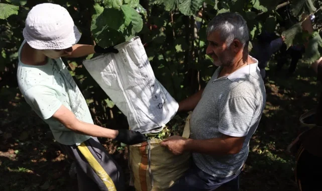 Ordu'da fındık hasadı için işçi başvuruları sürüyor