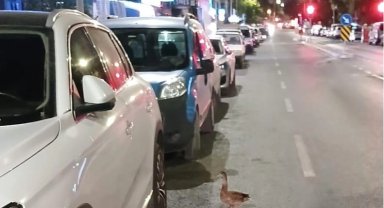 Trafiği durdurup ördeği kurtardılar