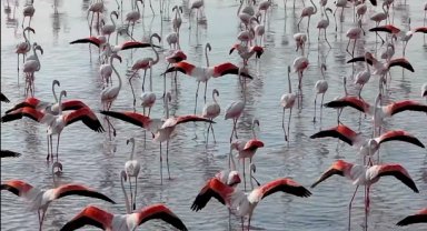 Tuz Gölü'nde flamingo sevinci