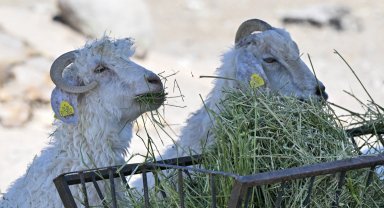 Ankara ATA Çiftliği yoncaları Doğal Yaşam Parkı'na ulaştırıldı