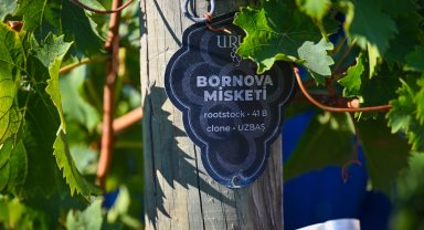 Bornova Misket Üzümü coğrafi işaretle geleceğe taşınıyor... Bornova'nın kültürel mirasına 'Bağ Yolu'
