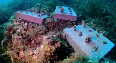 Bozcaada mercan resifleri için koruma seferberliği... 180 deniz canlısı türü kayıt altına alındı