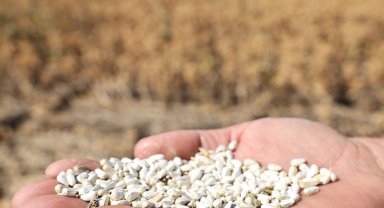 Bursa Nilüfer'de kuru tarıma alternatif ürün... "Aspir" hasadı yapıldı