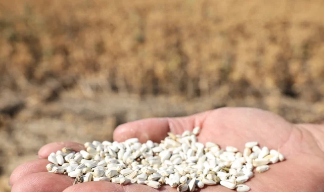 Bursa Nilüfer'de kuru tarıma alternatif ürün... "Aspir" hasadı yapıldı