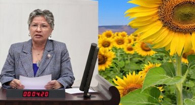 CHP'li Yontar: Ayçiçeğinde üretici tarlasını değil, zararını biçiyor