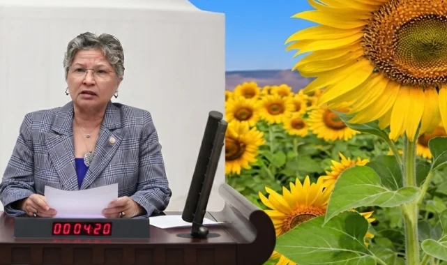 CHP'li Yontar: Ayçiçeğinde üretici tarlasını değil, zararını biçiyor