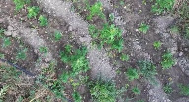 Diyarbakır'da 247 bin kök kenevire imha