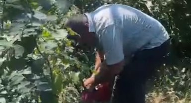 Fındık üreticisi isyan etti, bahçesindeki ağaçları kesti!