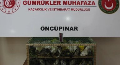 Gümrük Muhafaza'dan kaçakçılığa darbe! 2026'da 58 bin 519 canlı hayvan kurtarıldı