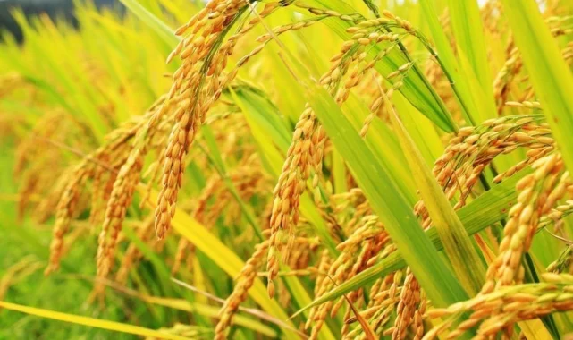İpsala'da çeltik üretim maliyeti rekor seviyede... 1 kilogram maliyeti 47,26 TL oldu