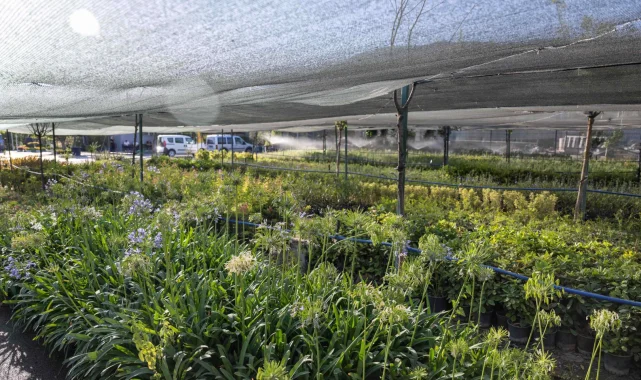 İzmir'in ilk lavanta parkı geliyor