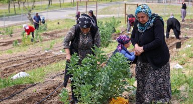 İzmir'in Mahalle Bostanları'nda yaz hasadı