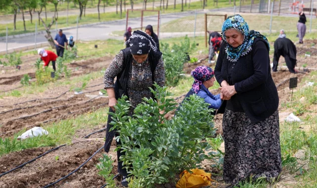 İzmir'in Mahalle Bostanları'nda yaz hasadı