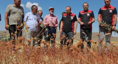Kayseri Kocasinan karabuğdayın ilk hasadını yaptı