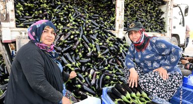 Manisa'da afetzede çiftçinin yüzü gülüyor