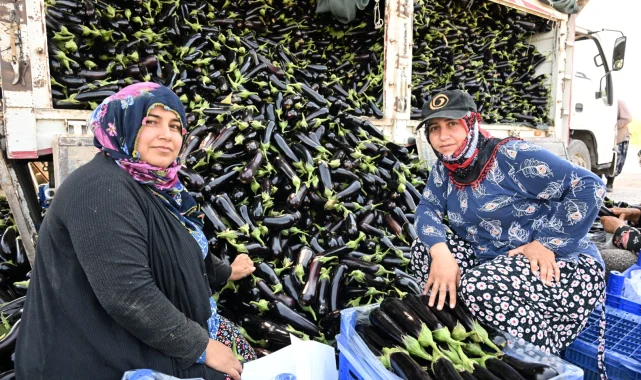 Manisa'da afetzede çiftçinin yüzü gülüyor