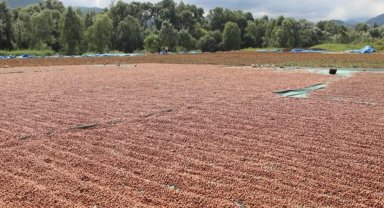 Ordu'da fındık hasadı ve katma değerli üretim