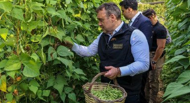 Pazaryeri Boncuğu'nda hasat vakti