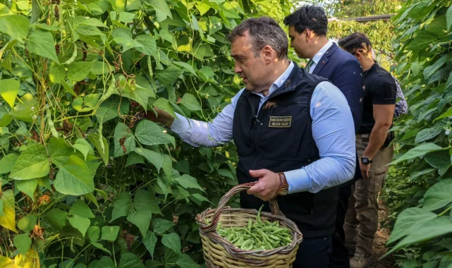 Pazaryeri Boncuğu'nda hasat vakti