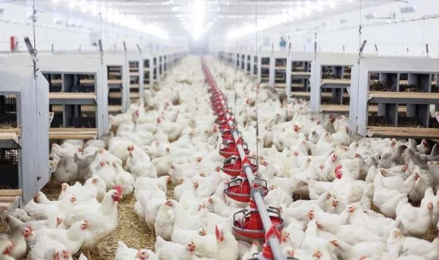 Tavuk eti üretimi Haziran'da yüzde 14,7 arttı