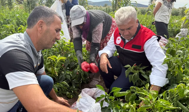 AK Partili Canbey, Kepsut'ta kapya biber hasadına katıldı