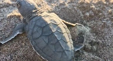 Akyatan'da deniz kaplumbağaları için seferberlik