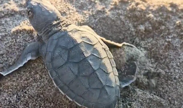 Akyatan'da deniz kaplumbağaları için seferberlik