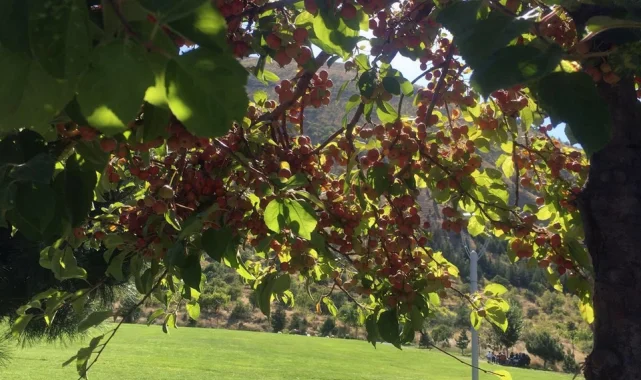 Ali Dağı 360 Kafe'de süs elması bereketi