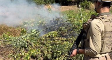 Diyarbakır'da 217 bin kök kenevir ve skunk imha edildi