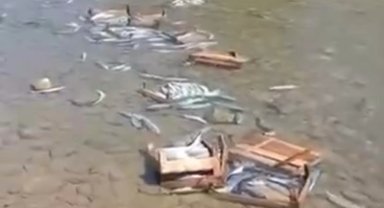 Düzce Cuma Yanı'nda palamutların dereye döküldüğü iddiası
