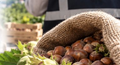 Fındık piyasasında mercek büyütüldü! Ordu ve Giresun'da müfettişler sahada