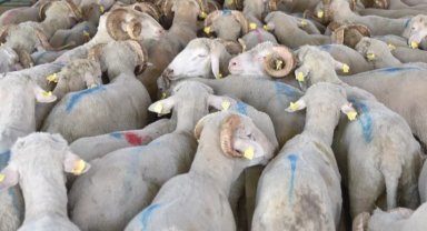 Hayvan varlığı verileri belli oldu... Koyun sayısı yüzde 6 arttı