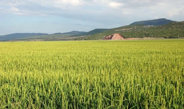 Keşan TSO Meclis Başkanı Koru'dan çeltik uyarısı