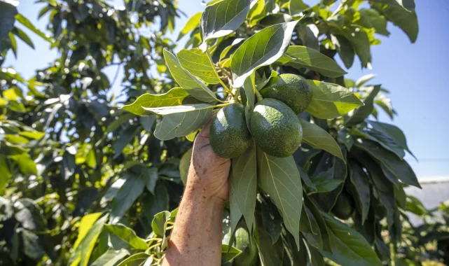 Mersin'de avokado destekleri üreticinin yüzünü güldürdü