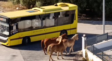 Mudanya'da başıboş atlar tehlike oluşturdu