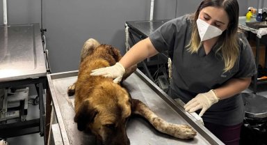 Ordu'da yaralı köpek kurtarıldı