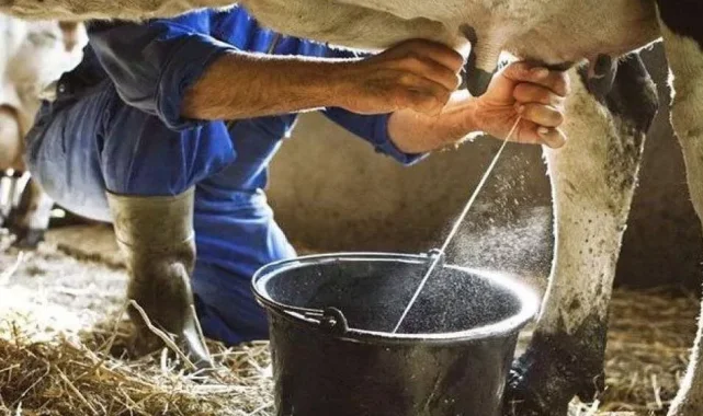 Ticari süt toplama arttı, içme sütü üretimi geriledi