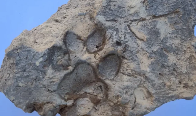 4 bin yıllık kerpiçte köpek patisi izi bulundu!