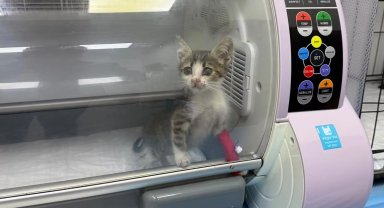 Bandırma'da şiddet gören yavru kedi tedavi altına alındı