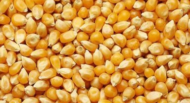 Dalaman'da 1.400 ton dane mısır satışa çıkıyor