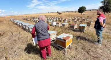 İpsala'da zirai bayi ve arı kovanı denetimleri