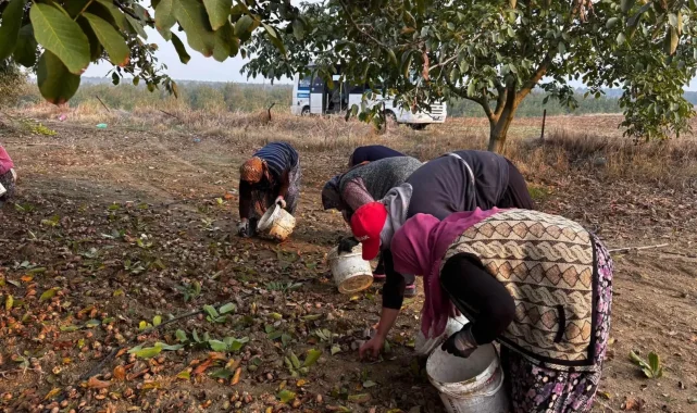 İpsala'nın Karaağaç Köyü'nde ceviz hasat şenliği